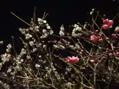 亀戸天神社の自然