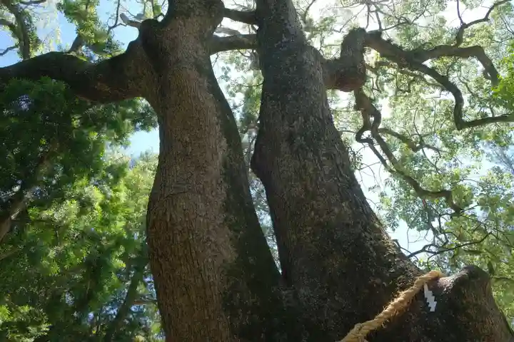 伊弉諾神宮の自然