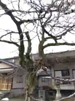 妙経寺(福井県)