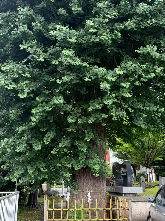 相模原氷川神社(神奈川県)