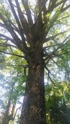 田無神社の自然