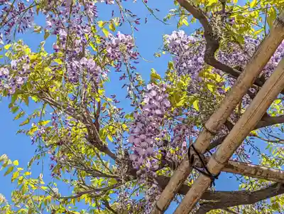 西院春日神社(京都府)