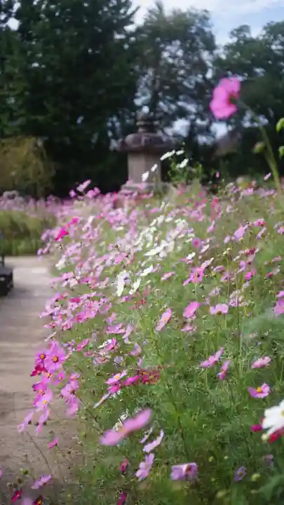 般若寺 ❁コスモス寺❁(奈良県)