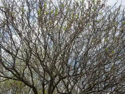 宝登山神社奥宮の自然
