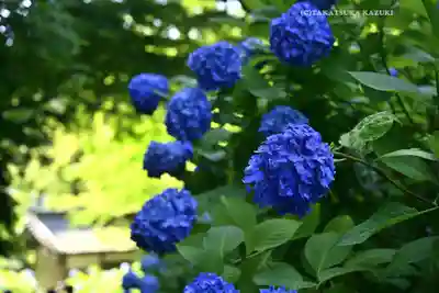 明月院(神奈川県)