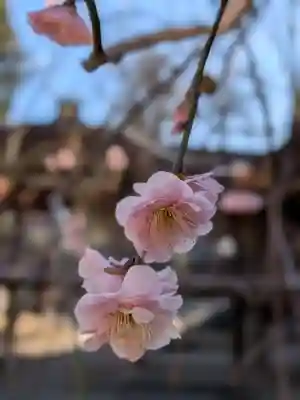 妙法寺(東京都)
