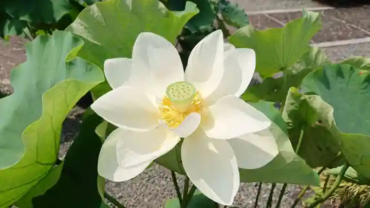 代通寺(静岡県)