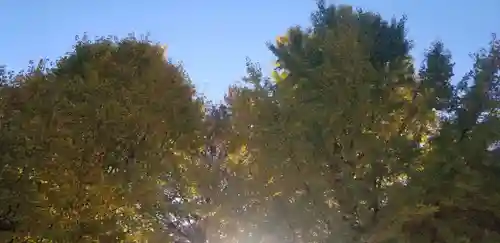 穏田神社の自然