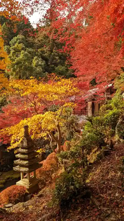 柳谷観音 楊谷寺(京都府)