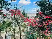 勝岡八幡神社の自然