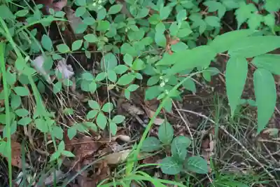鹿島大神宮の自然