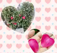 多治速比売神社(大阪府)