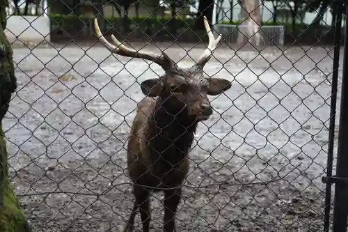 三嶋大社の動物