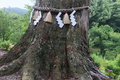 阿久津「田村神社」（郡山市阿久津町）旧社名：伊豆箱根三嶋三社の自然