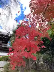 法輪寺の自然