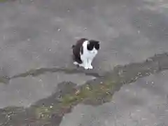 大慶寺の動物