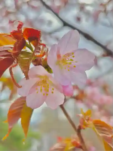 鷹栖神社の自然