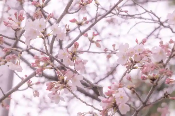 荒井神社の自然