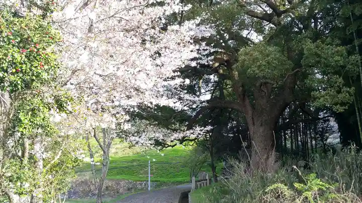 岩椿神社の自然