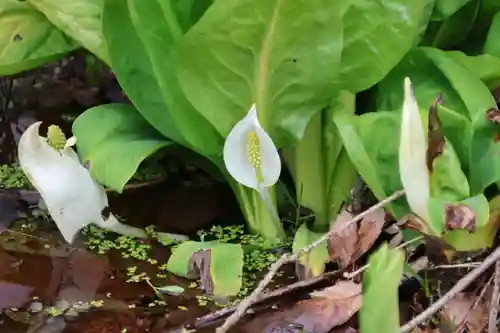 鹿島大神宮の自然
