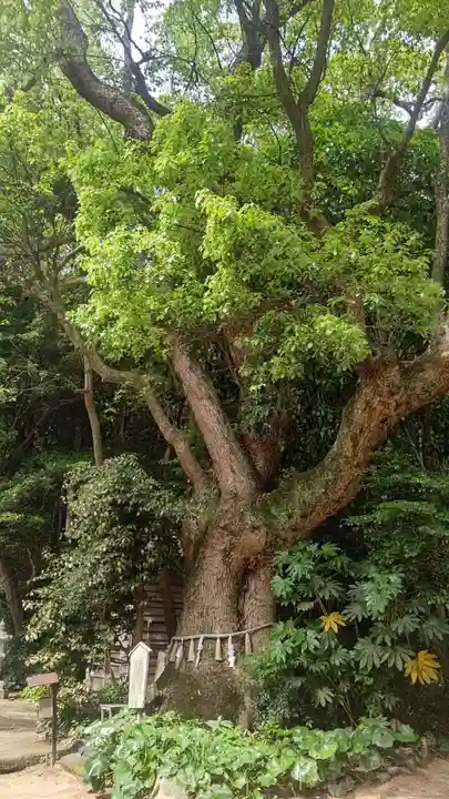 田井八幡宮(岡山県)