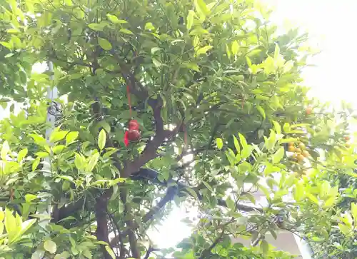 秋葉神社の自然