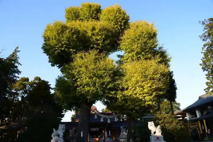 亀ケ池八幡宮の自然