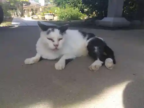 一心寺・一心禅寺の動物