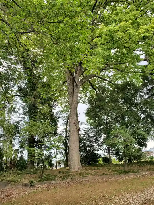 乙女八幡宮の自然