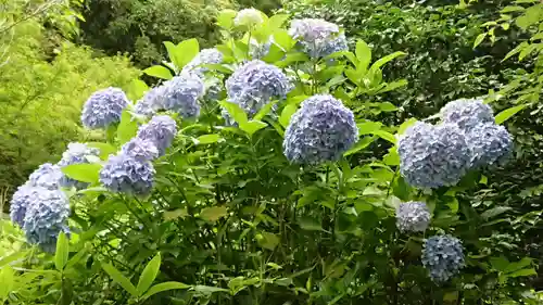 杉本寺の自然