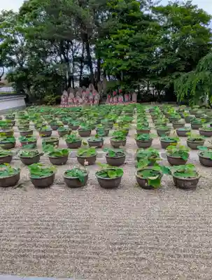 喜光寺(奈良県)