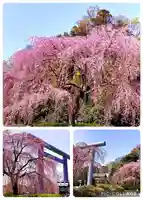 櫻木神社(千葉県)