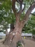 加多寺跡(愛媛県)