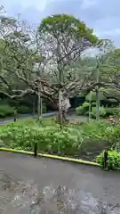 極楽寺（霊鷲山感應院極楽律寺）の自然