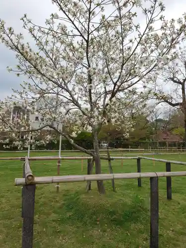 賀茂別雷神社（上賀茂神社）の自然