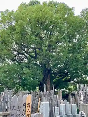 妙雲寺(東京都)
