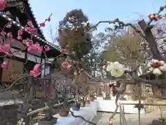 菅原天満宮（菅原神社）の自然