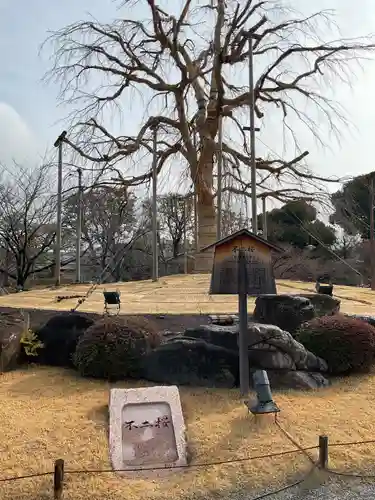 東寺（教王護国寺）の自然