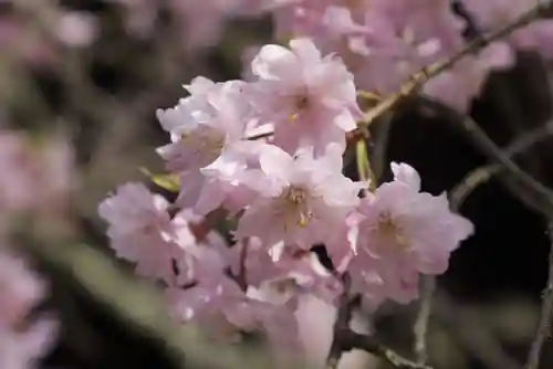 光明寺（粟生光明寺）(京都府)
