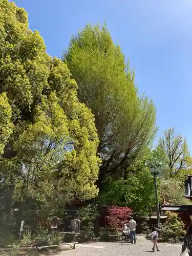 秩父神社の庭園