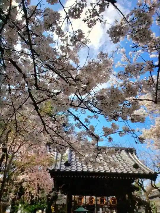 新井薬師(梅照院)(東京都)