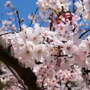 三津厳島神社(愛媛県)(2023年04月04日(火) 11時15分51秒投稿)