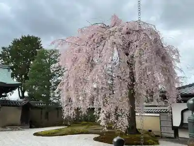 高台寺（高台寿聖禅寺・高臺寺）(京都府)