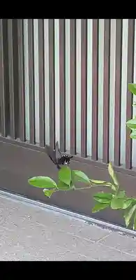 津嶋部神社(大阪府)