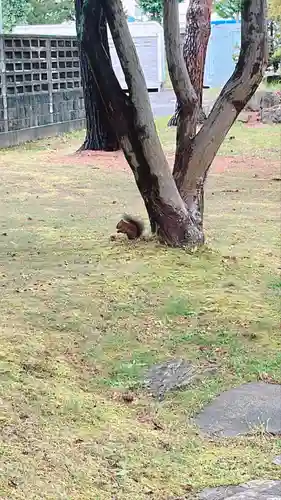北海道護國神社の動物