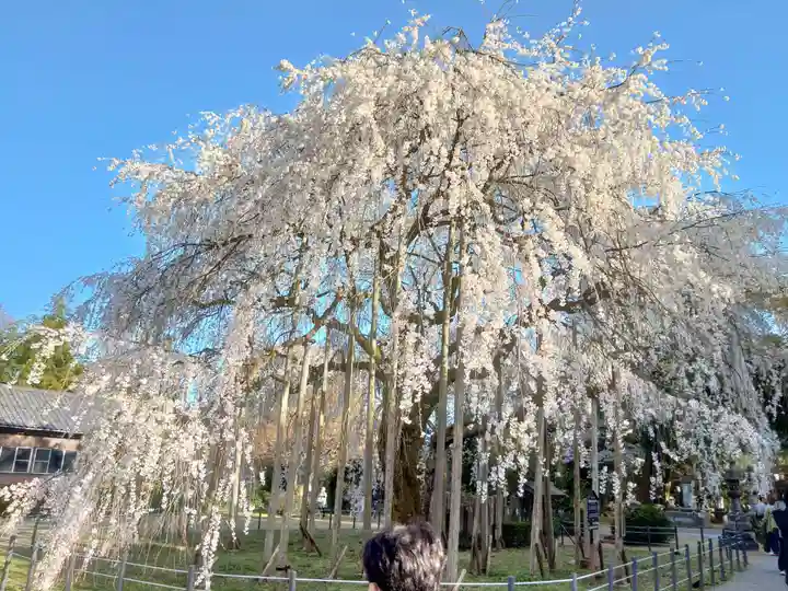足羽神社の自然