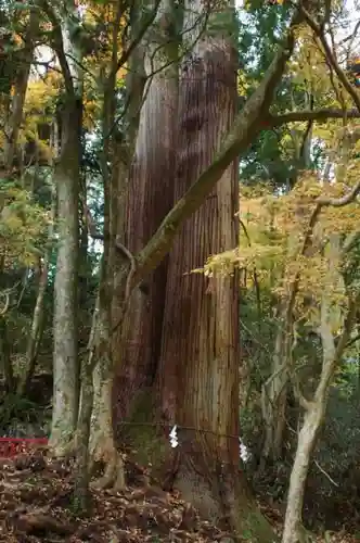 貴船神社の自然