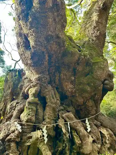 來宮神社(静岡県)