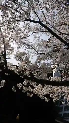 金王八幡宮の自然