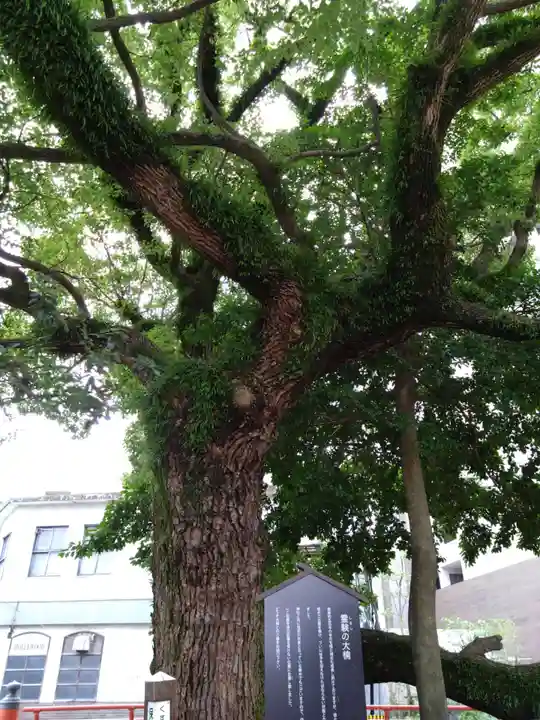 天津神社の自然